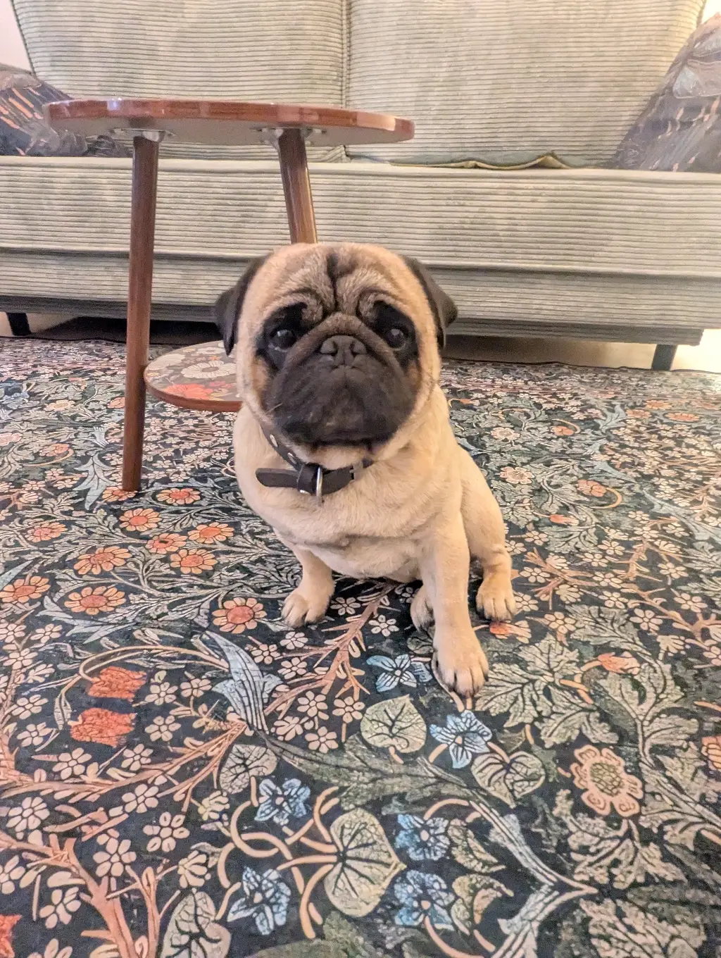 Therapiehund Rudi